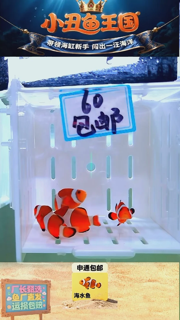海水鱼四条练手鱼公子