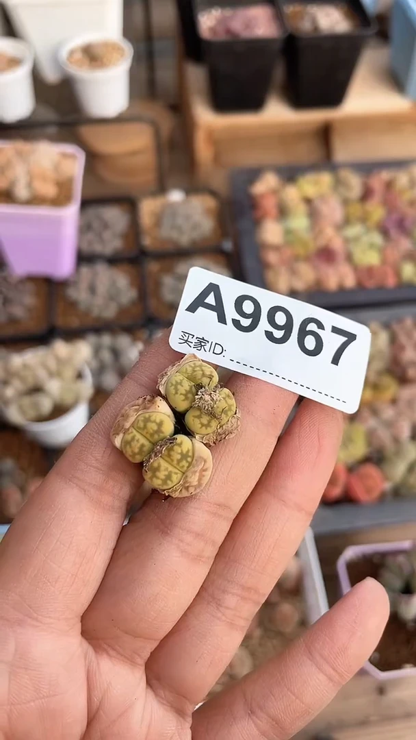【闪购商品】9967直播一物一拍