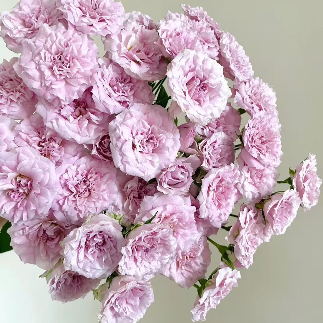 【植迷不误】仙女罗拉 多头玫瑰 居家 插花云南鲜花 基地包邮直发