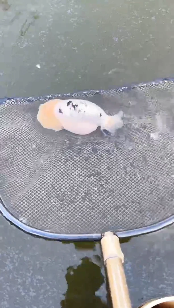 金鱼?****）水娃娃渔场观赏鱼兰寿金鱼 不包邮