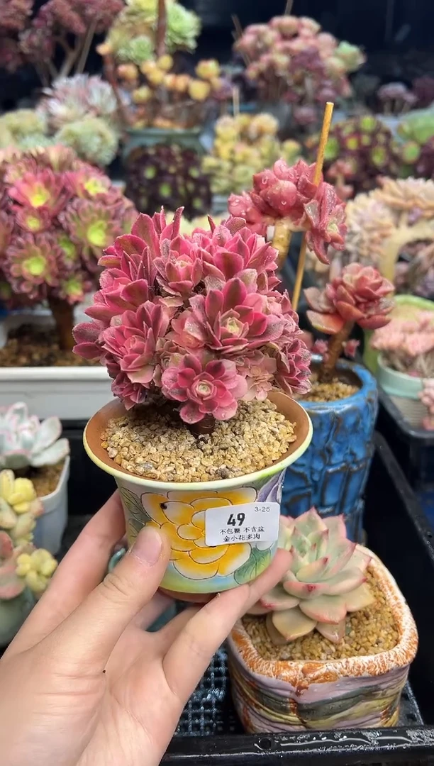 【闪购商品】49不带盆