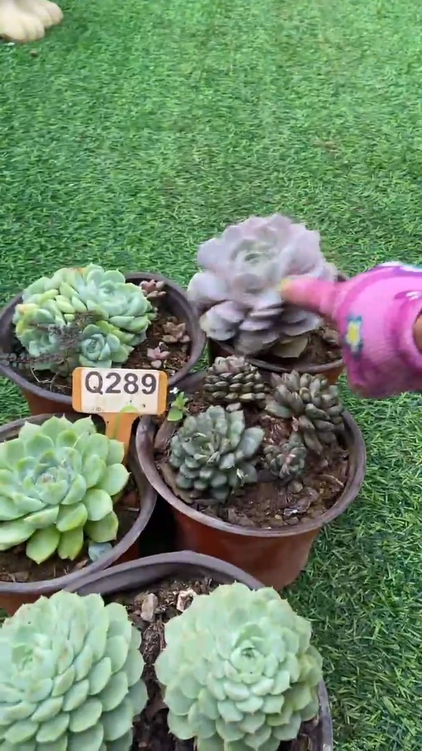 Q289多肉组合默认脱土发货