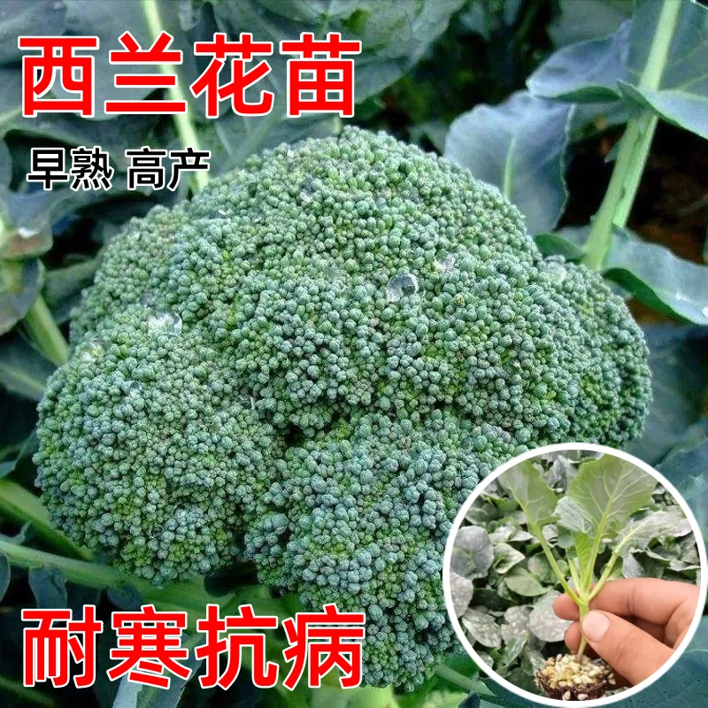 西兰花种孑苗青花菜种籽西蓝椰菜苗早熟高产春秋四季蔬菜秧子大田