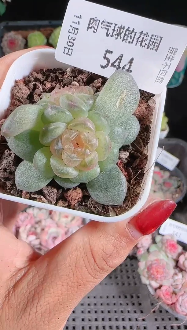 1130-544流莹多肉群生不包整