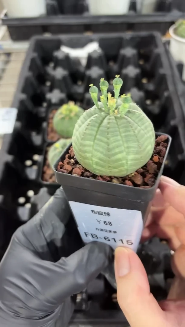 布纹球大戟FB-6115