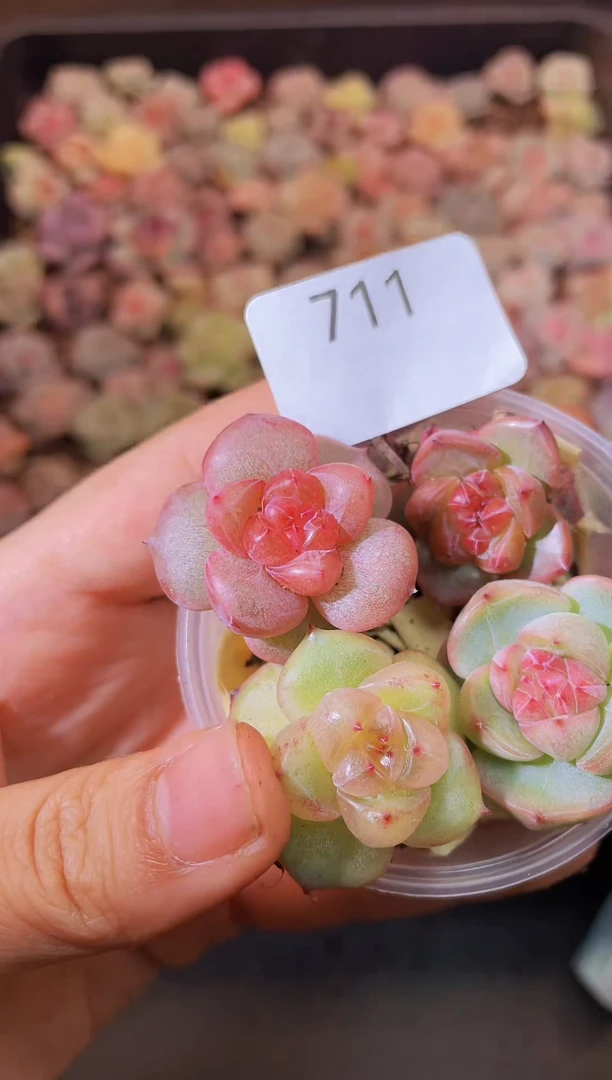 711森罗一物一拍一组