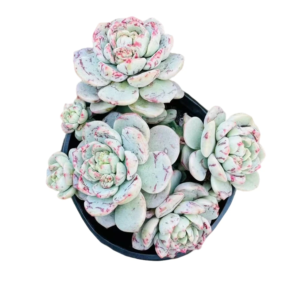 【3颗精品香草】168多肉植物好养露养以直播间展示为准 满15元包邮