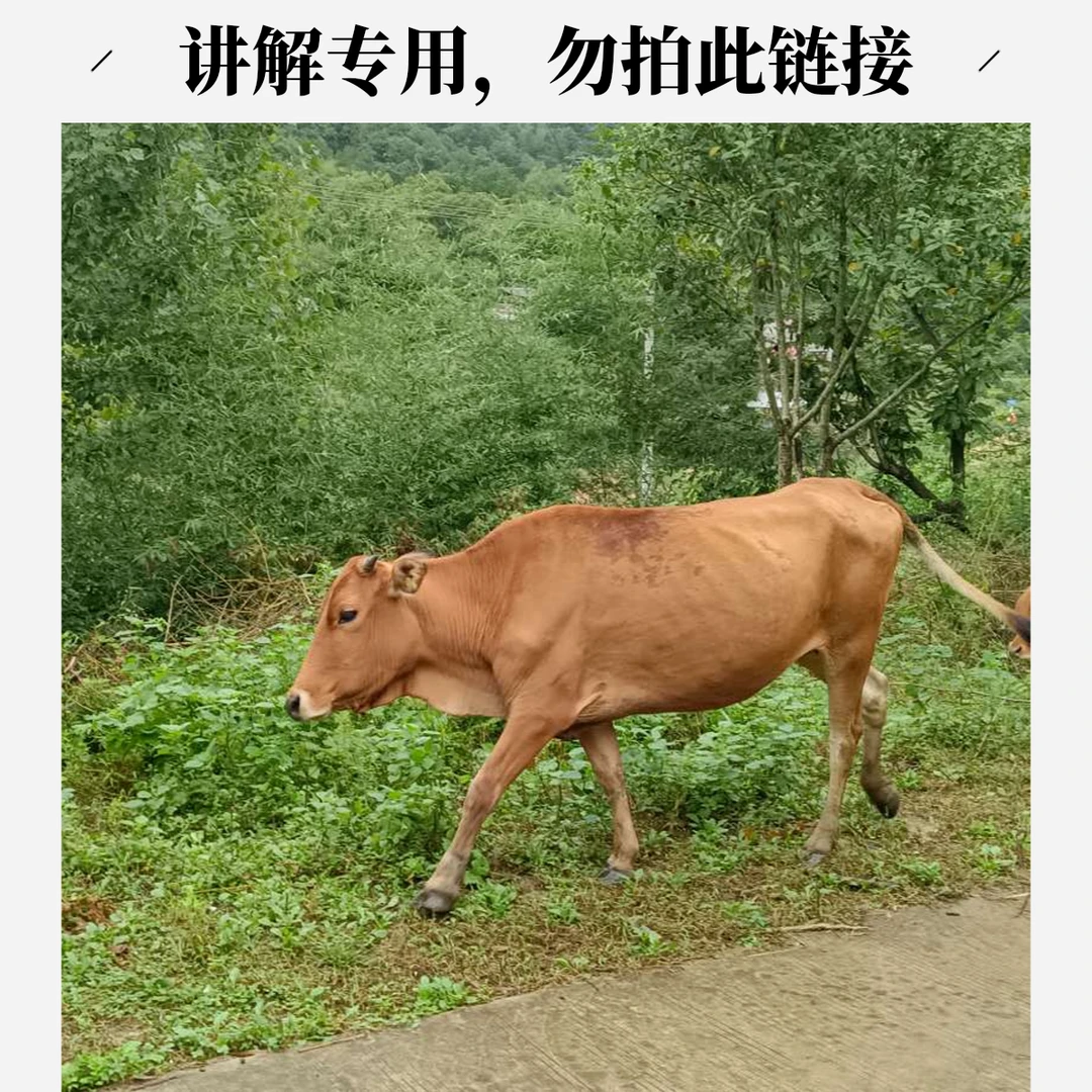 牛肉安徽金寨大别山原始森林农村吃草槐树湾乡兴田村黄牛肉现称