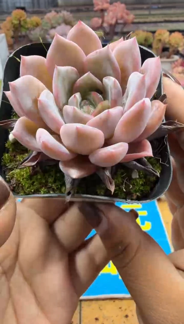 东云多肉园二店-296