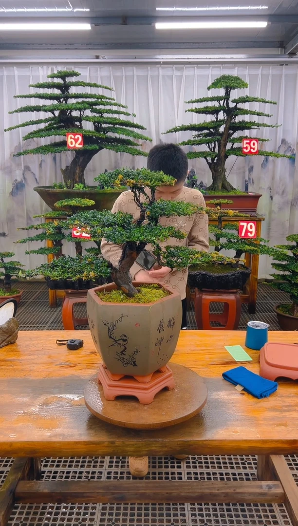 无花朵精品盆景直播间一物一拍
