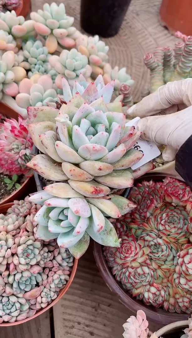 【闪购商品】03666