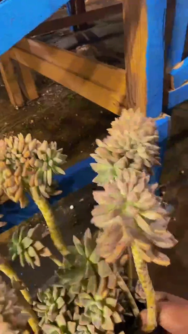 【闪购商品】1238淡雪