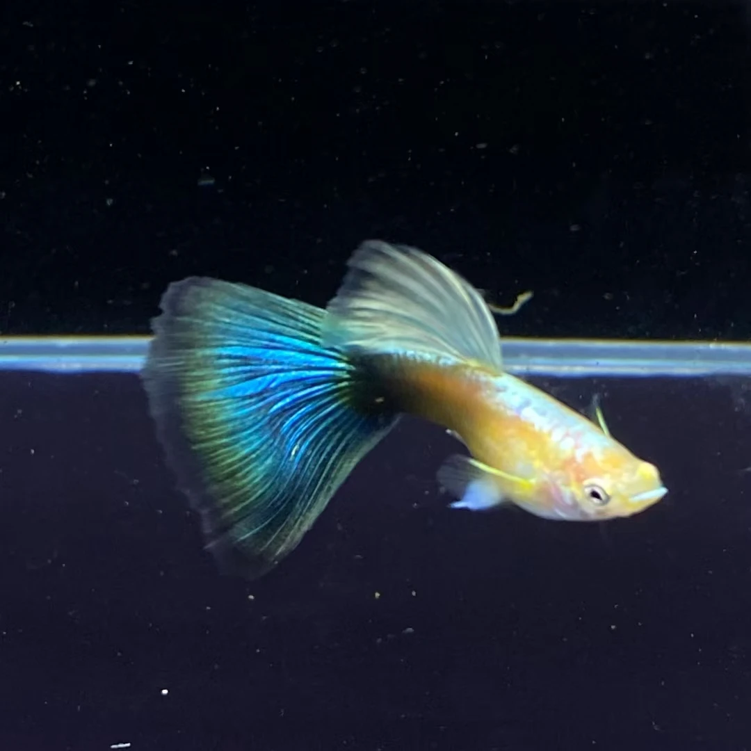 黄化欧翼蓝礼服俩对快递显示签收2小时内无视频不报损 入缸不包损