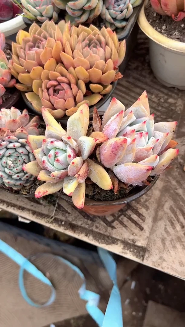 ?****?多肉植物一物一拍27427