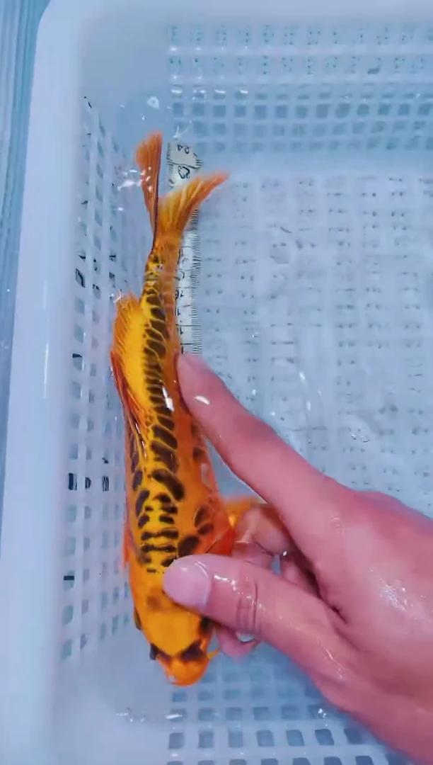 锦鲤血统锦鲤全场包邮16