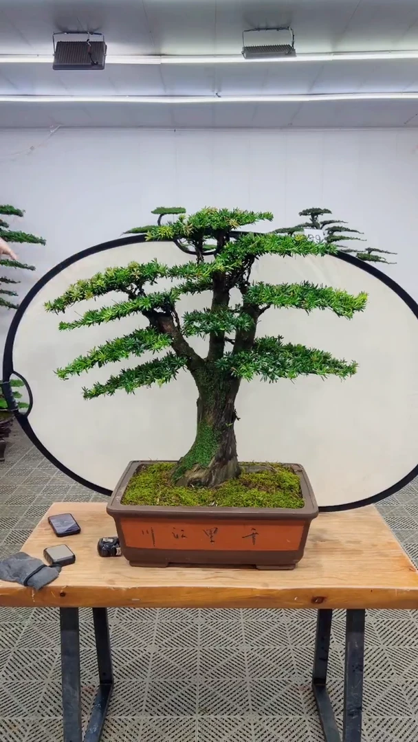 无花朵造型盆景一物一拍