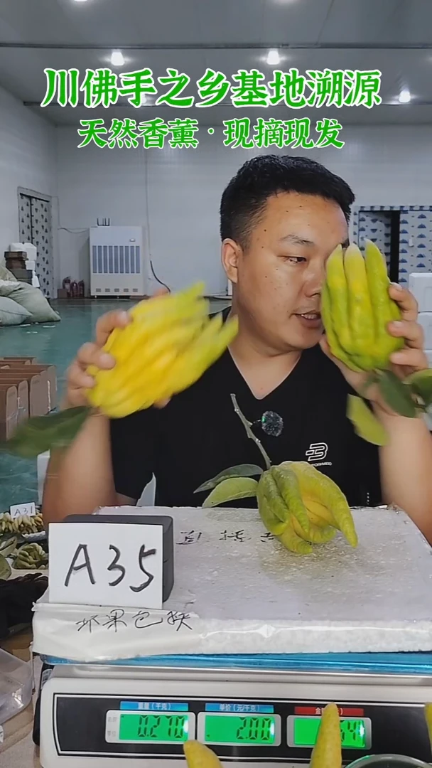 柑橘【一物一拍】川佛手柑鲜果带枝高山佛手柑A35