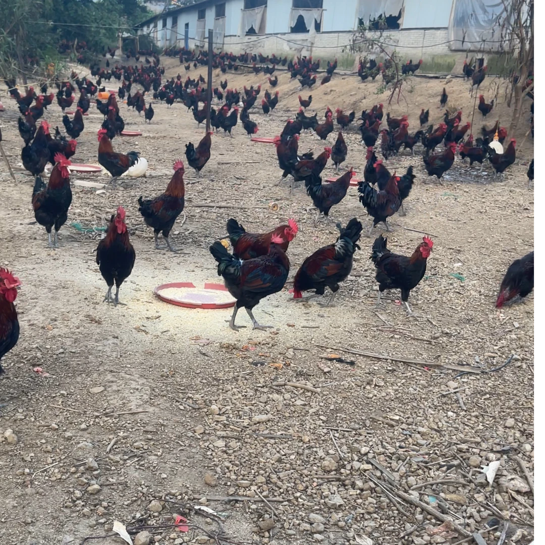 林下跑山鸡【土公鸡整只 一物一拍】粮食喂养