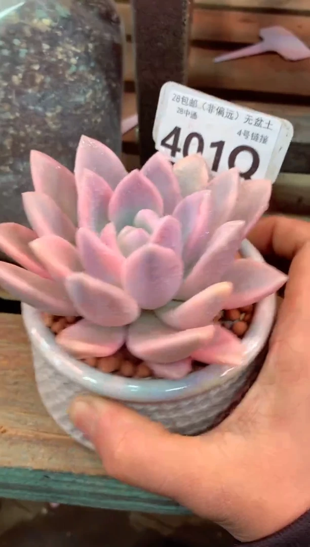 401Q（一物一拍，精品多肉，所见即所得 ）