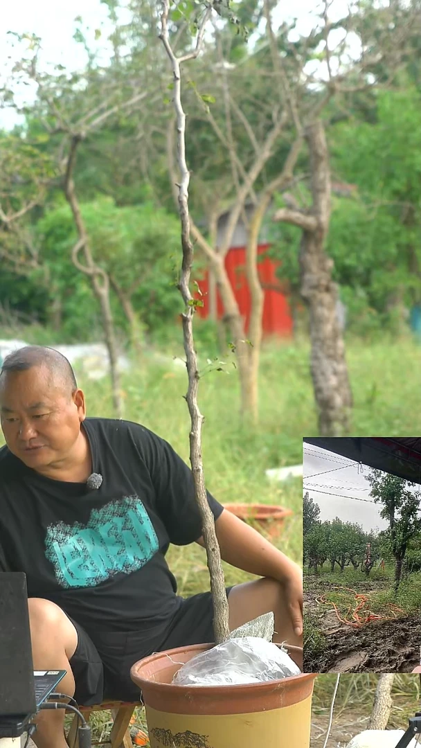 无花朵枣树早是枣树0004