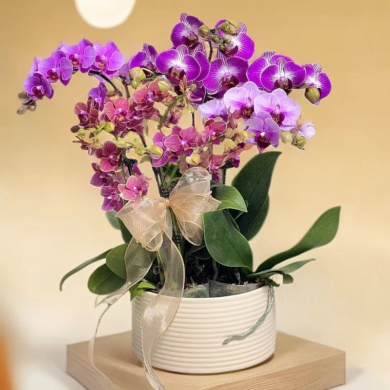 【金玉满堂】高端蝴蝶兰鲜花办公室店铺客厅绿植摆件观赏花