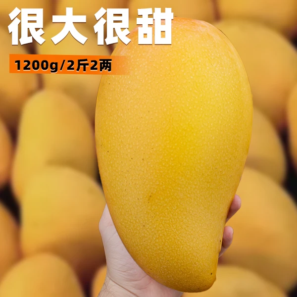 【产地直发】海南金煌芒新鲜香甜果香四溢