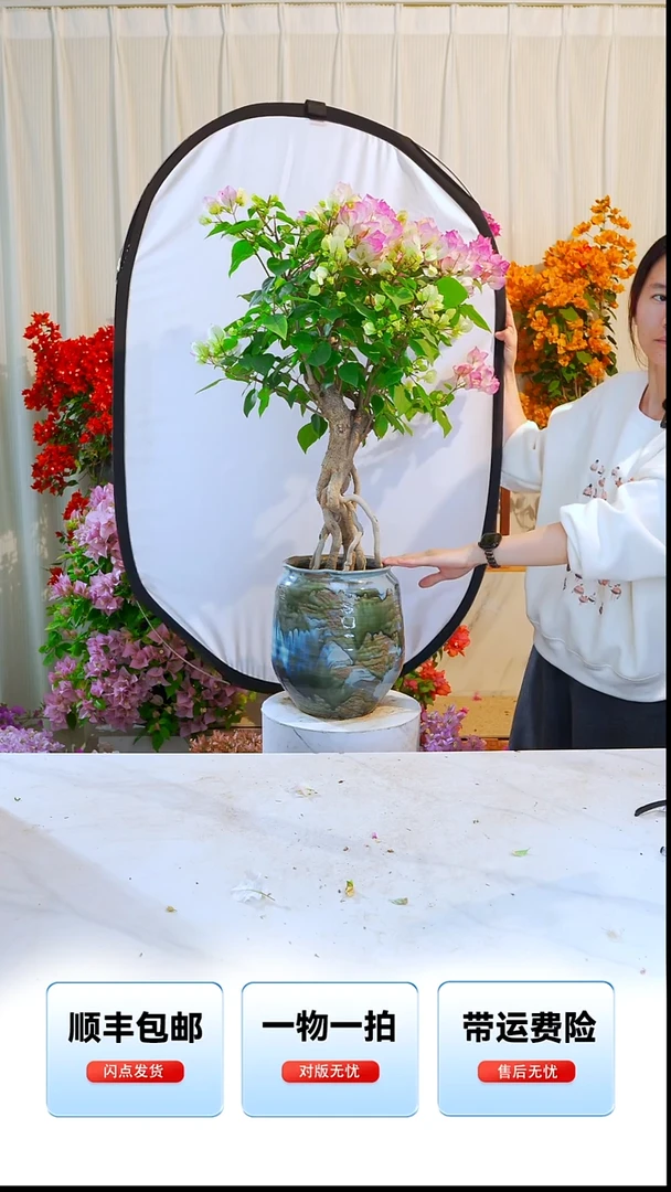 大部分开放少量花苞金*花绿樱