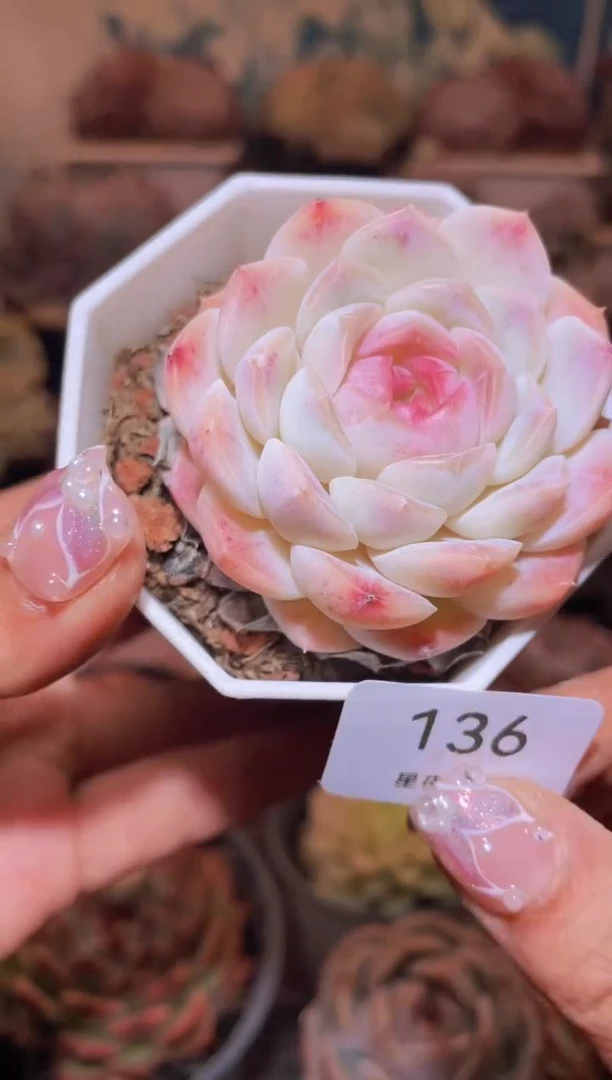 【闪购商品】136梦境多肉