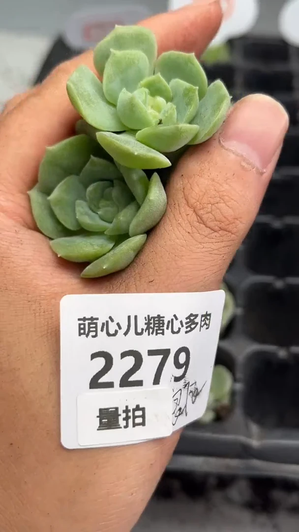 2279 良辰多肉植物量拍