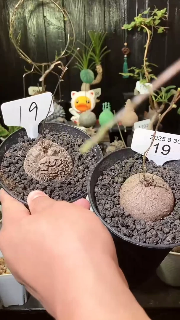 19号830福利南非龟甲龙买1个送1个
