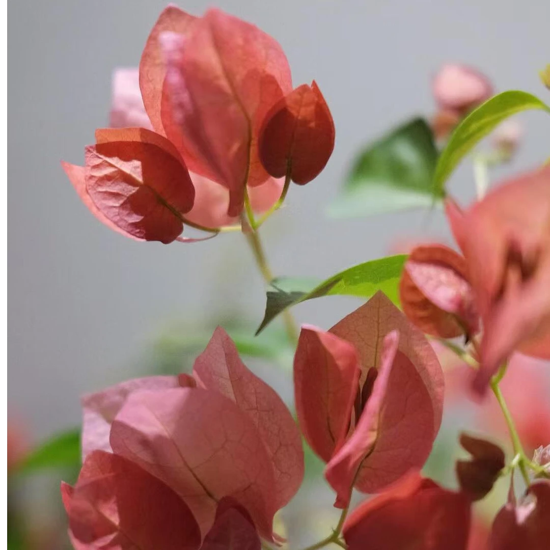 别墅庭院高飘好养四季开花橙日落三角梅