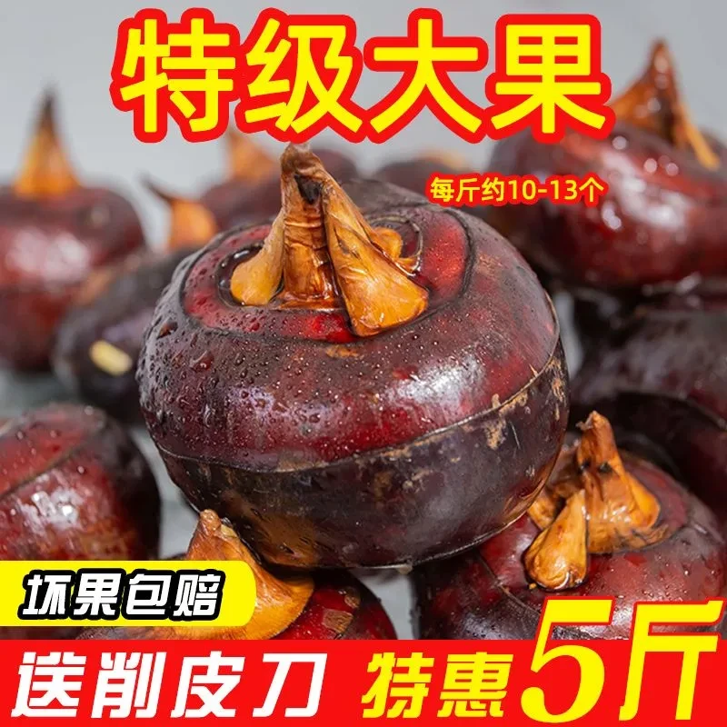 新鲜马蹄现挖现卖江苏当季新鲜水果蔬菜马蹄脆甜爽口多汁马蹄荸荠