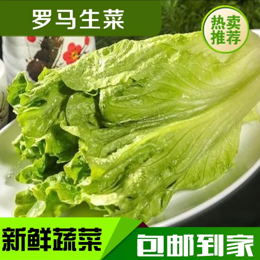 【汇峰农场】罗马生菜净重3斤（±2两）新鲜现拔顺丰/京东送货上门