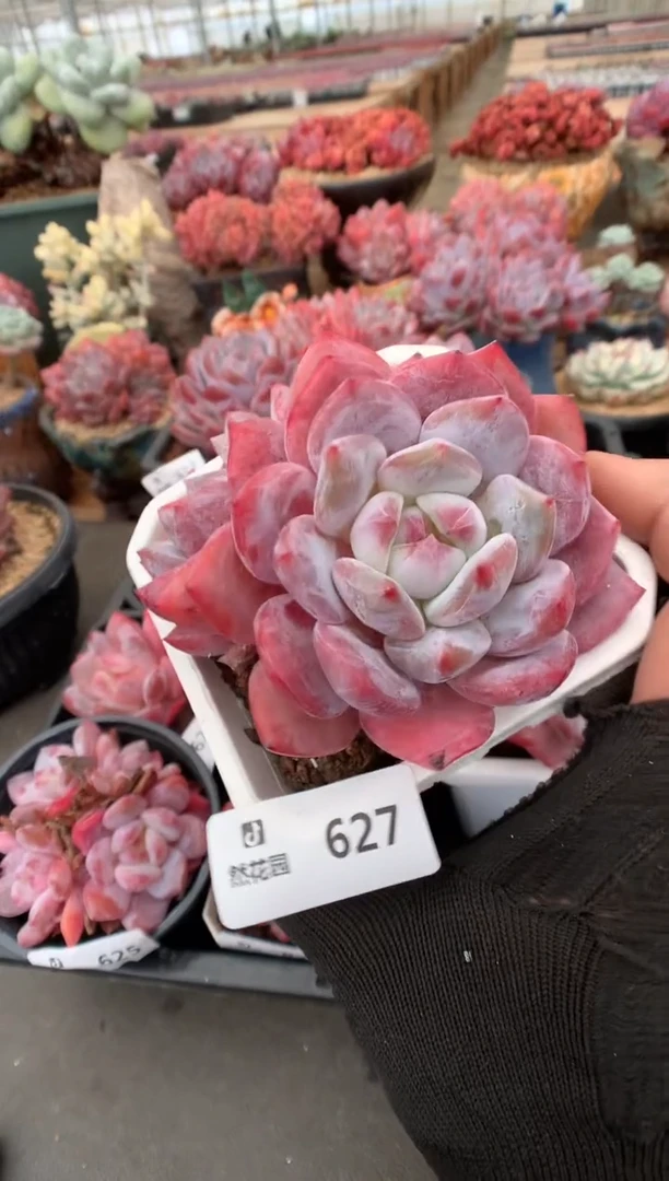 627紫皮橙一物一拍