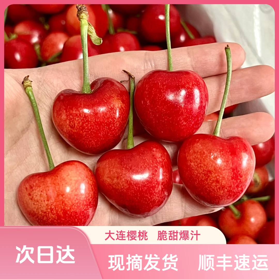 【顺丰次日达】大连樱桃 沙蜜托萨米脱  比美早好吃的沙蜜豆 孕妇孩子水果 脆甜爆汁现摘车厘子G-J沙蜜豆樱桃