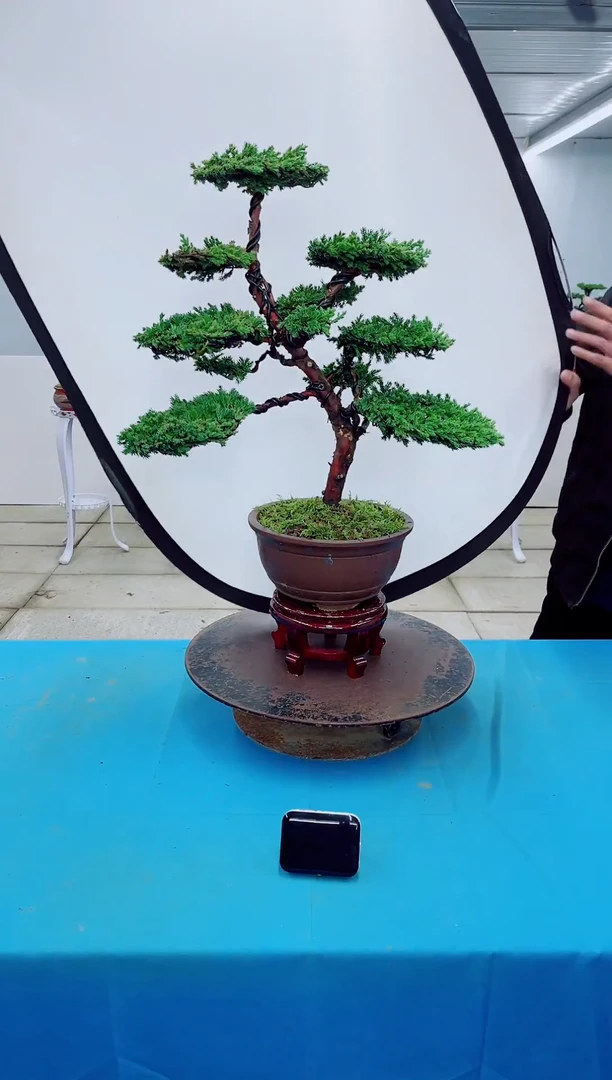 无花朵000000000000