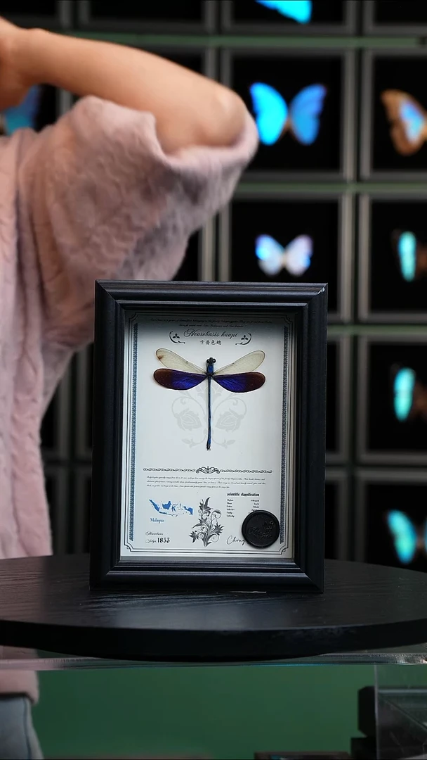 卡普色蟌7寸黑框