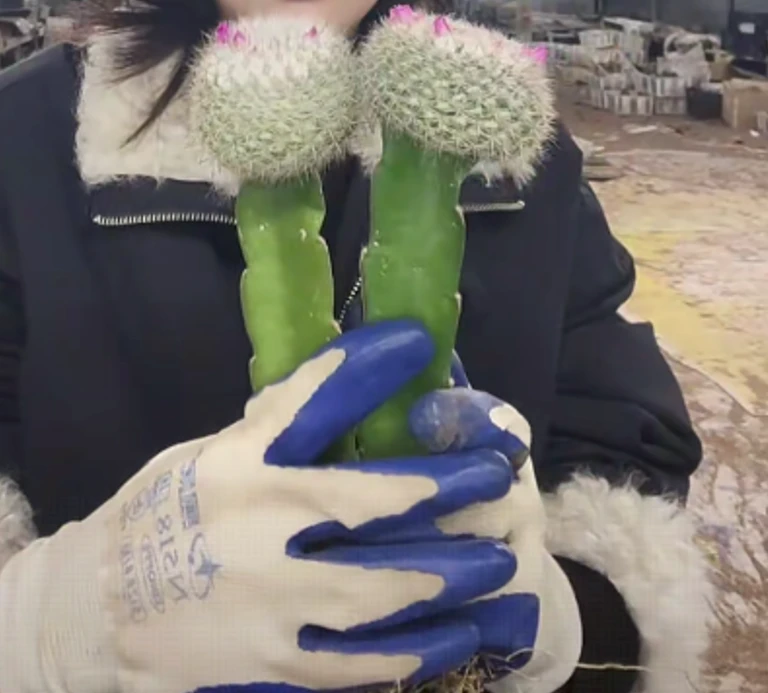 二妹园艺【 2棵  玉翁嫁接 带柱子 带花苞 】脱土随机发货