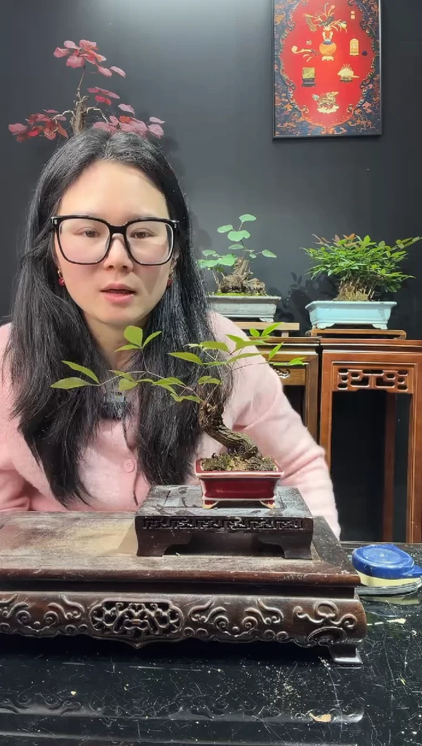 完全开放南天竹000