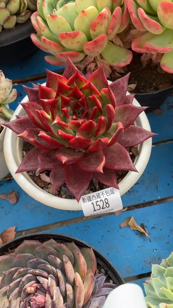 【闪购商品】1528红旗士