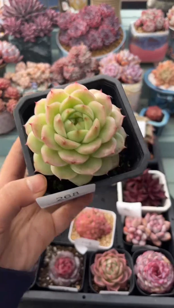 268单头麦秆多肉