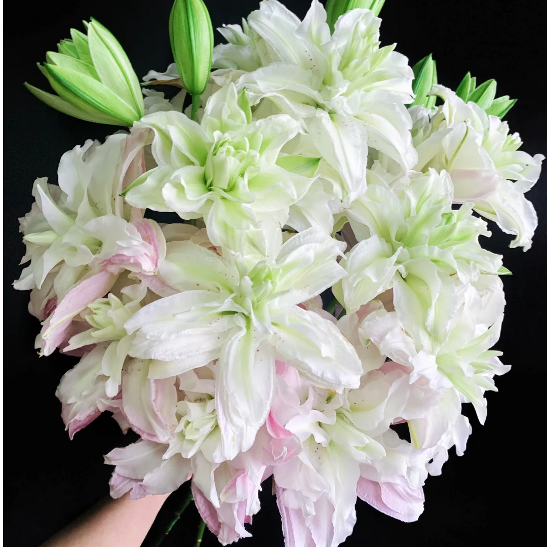 荷塘月色重瓣百合 粉白百合 一头  批发花店摆地摊直发一手货源