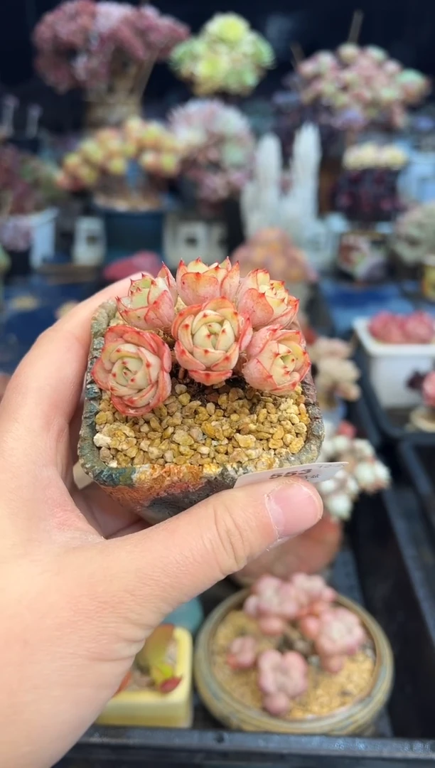 【闪购商品】553不带盆