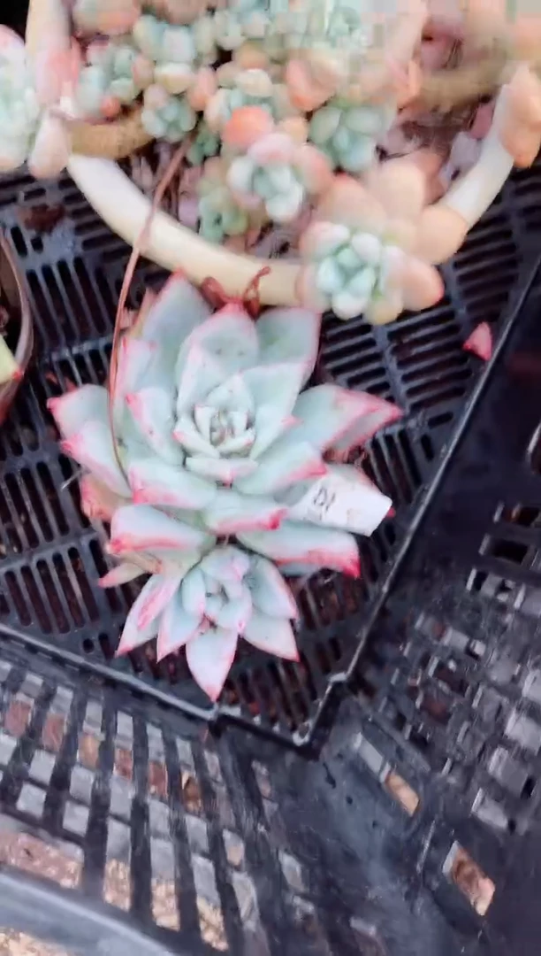 25196多肉植物一物一拍