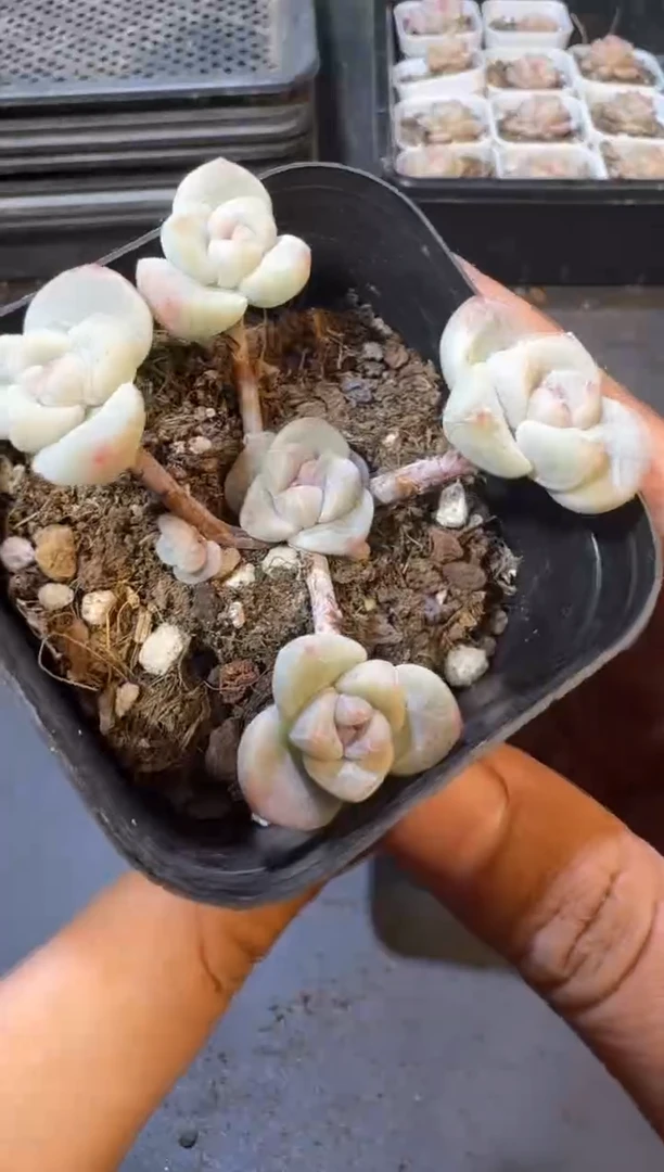 【闪购商品】23号到手1棵江北多肉一物一拍