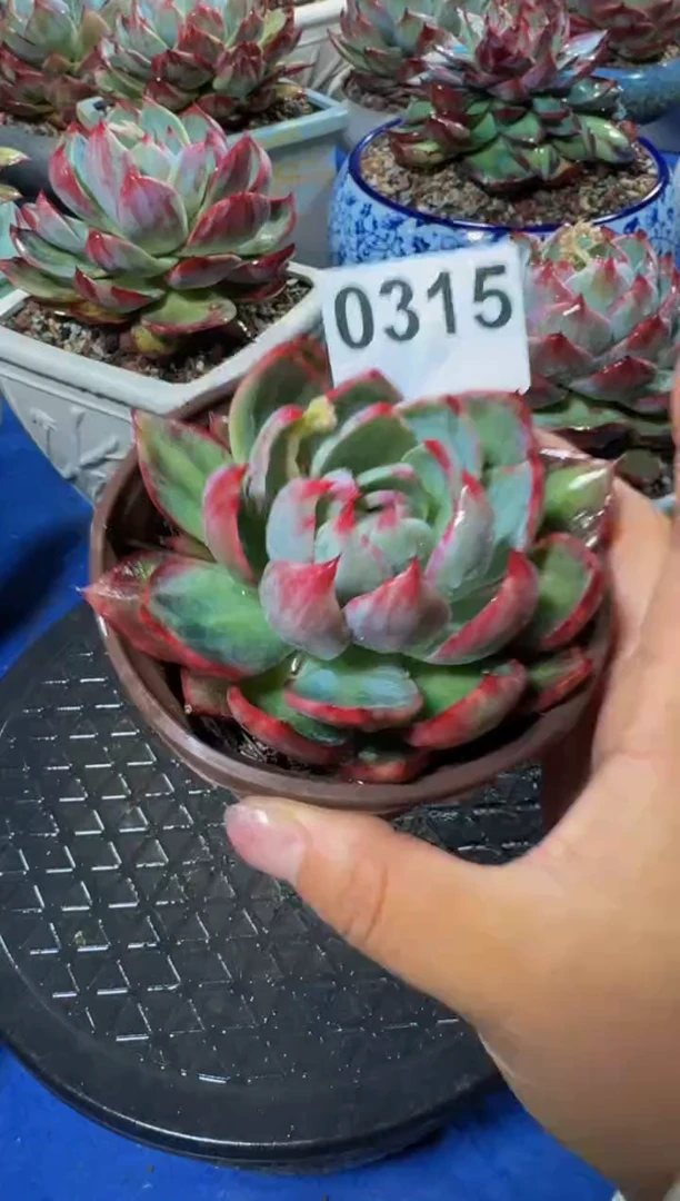 【闪购商品】0315惊鸿仙子（裸根发货）