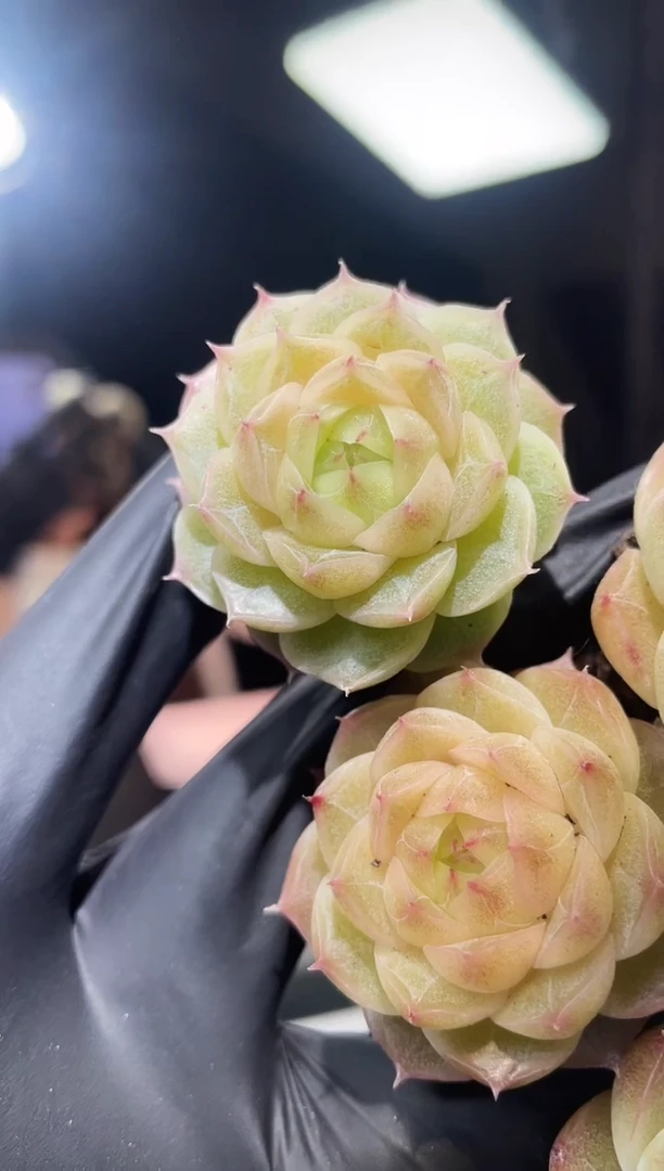 闪购762 黄小纯多肉一颗  3.5-4厘米