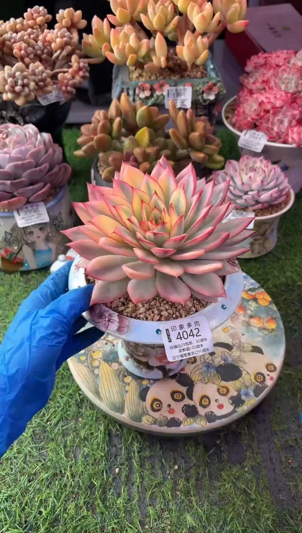 昆明印象多肉4042