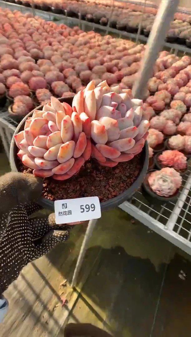 【闪购商品】599蒙克一物一拍