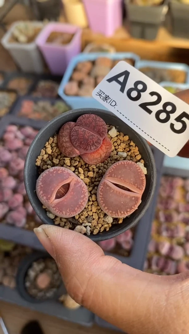 【闪购商品】8285直播一物一拍